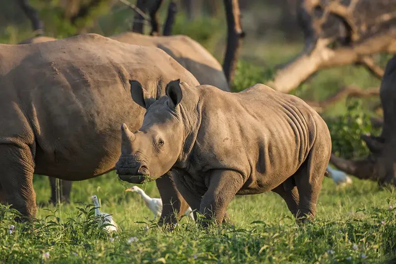 Mkomazi National Park – The Home of the Black Rhino Day Trip