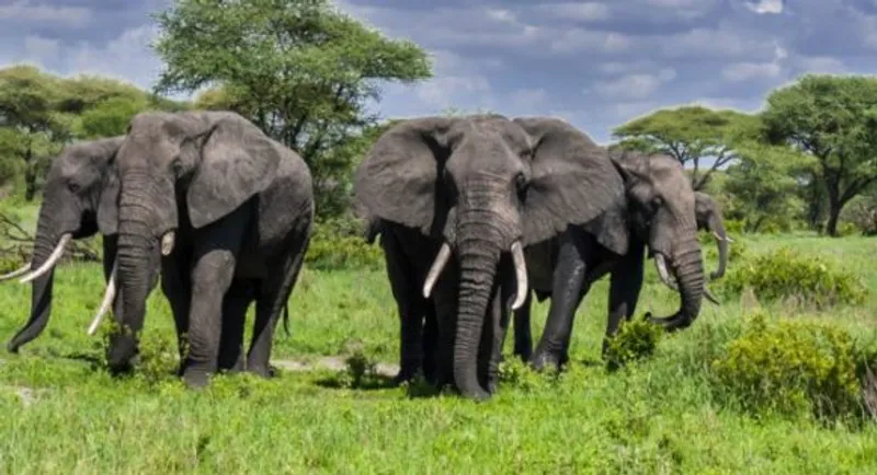 Tarangire National Park Day Trip