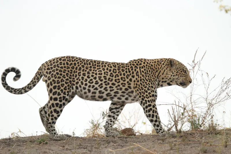8-Day Okavango Delta Miracle Camping Safari 