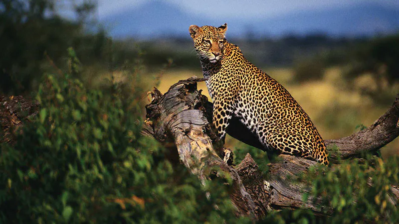 11-tägige Tour nach Amboseli, Naivasha-See, Masai Mara, Nakuru-See, Bogoria-See, Samburu