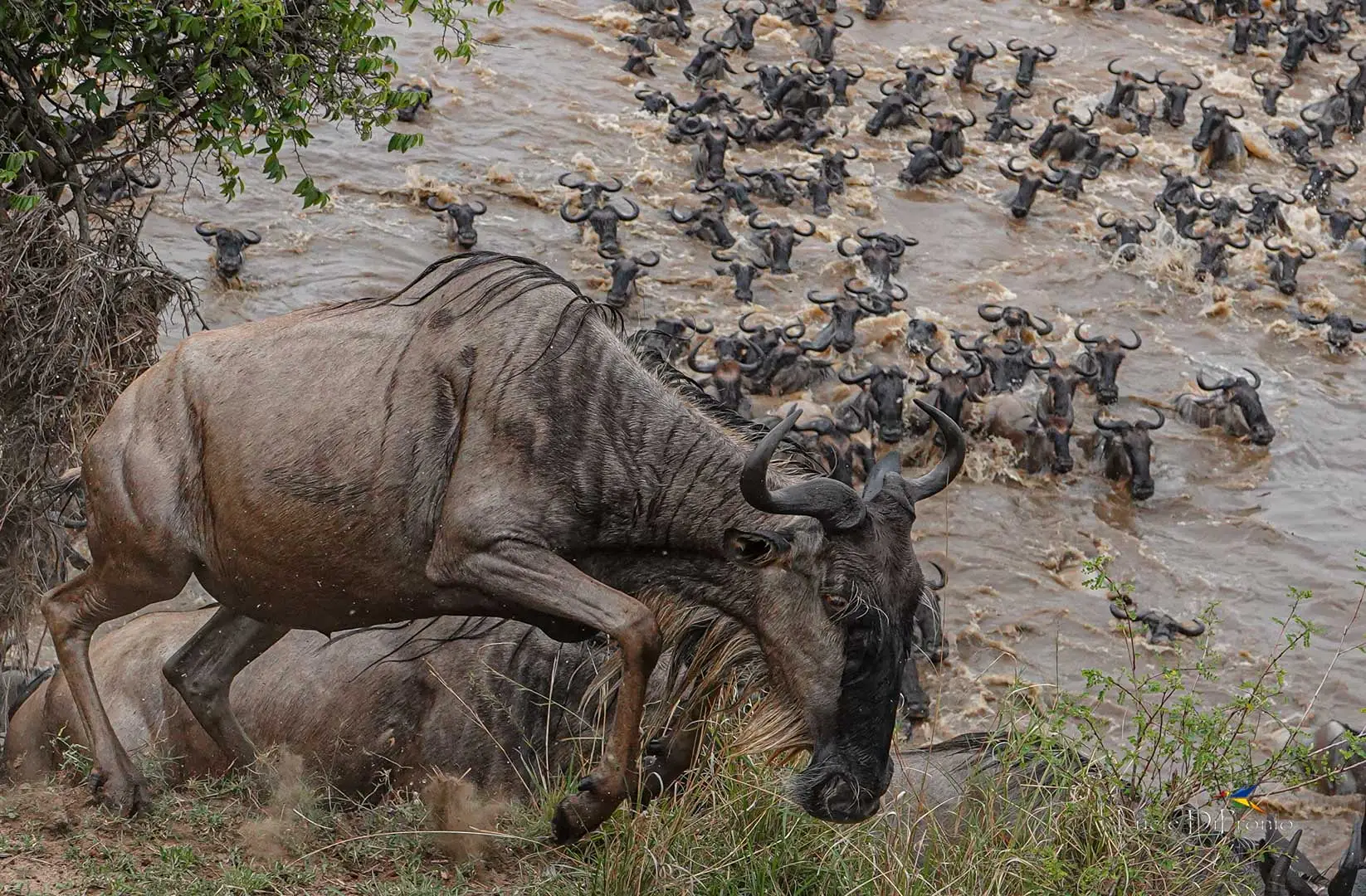 8 Days Tarangire, Serengeti and Ngorongoro Crater