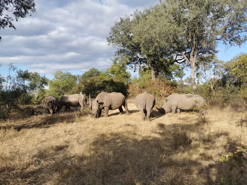 Game Drive and Ｗhite Rhino Walking Safari in Livingstone Zambia