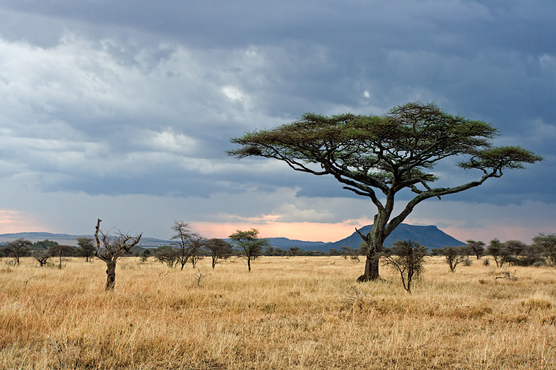 10-Day Migration & Zanzibar Escape