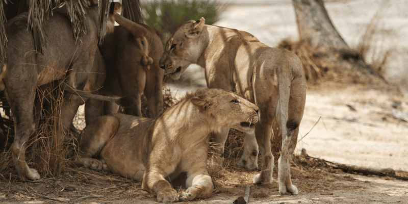 1日共享Safari游:从桑给巴尔飞往尼雷尔国家公园