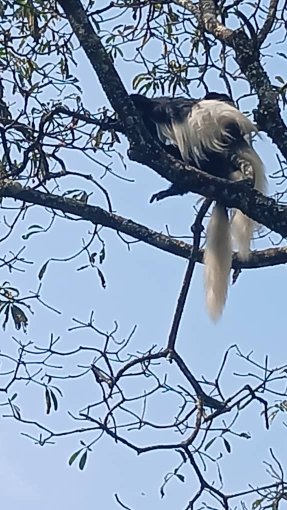 Day Trip Arusha National Park & Coffee Tour