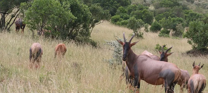 8 Days Best of Kenya's Refined Experience: Aberdare - Samburu - Ol Pejeta Conservancy - Lake Naivasha - Masai Mara