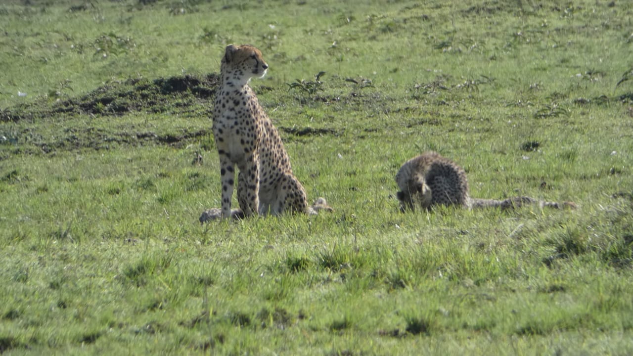 11-tägige Tour nach Amboseli, Naivasha-See, Masai Mara, Nakuru-See, Bogoria-See, Samburu