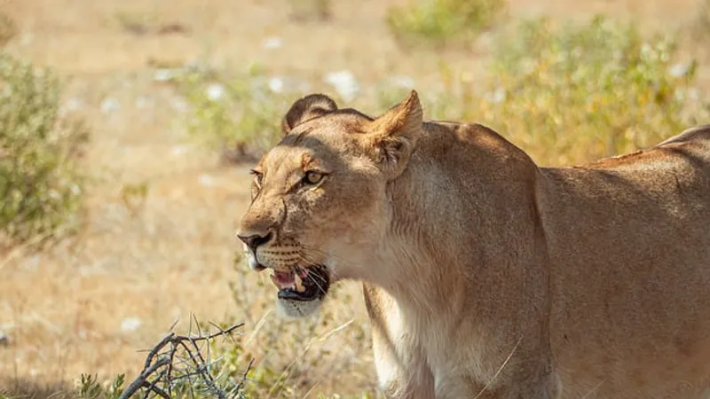 5-Day Selous, Mikumi & Boat Safari Adventure