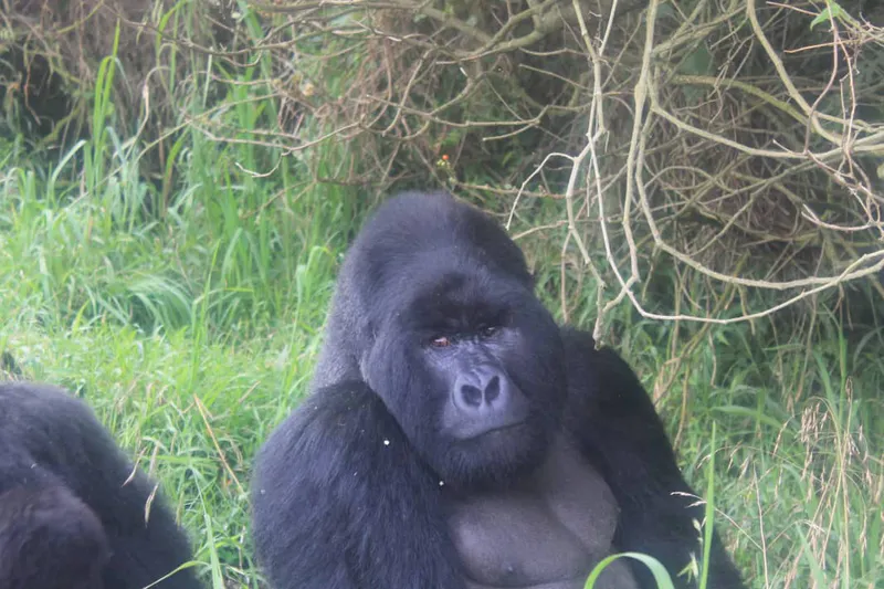 15-Day Masai Mara Gorilla Trek Serengeti Migration Safari