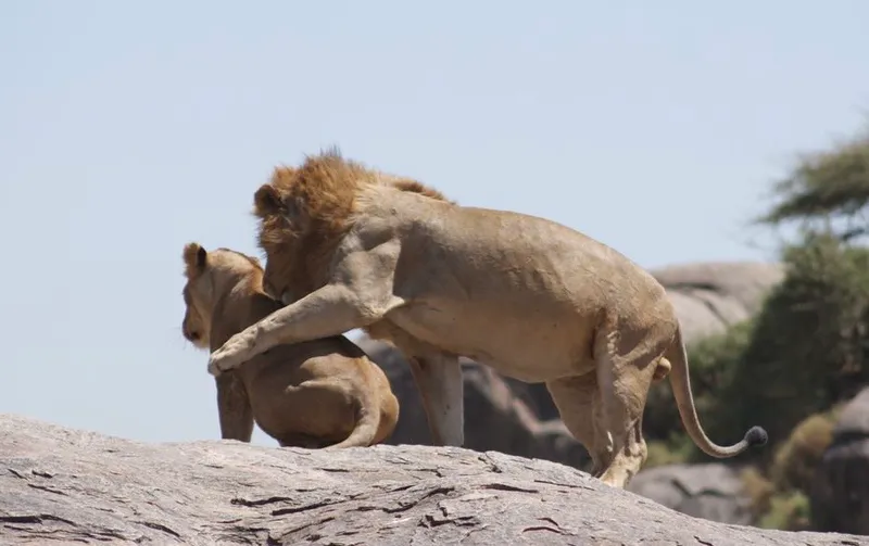 8-Day Luxury Honeymoon Experience: Serengeti & Zanzibar
