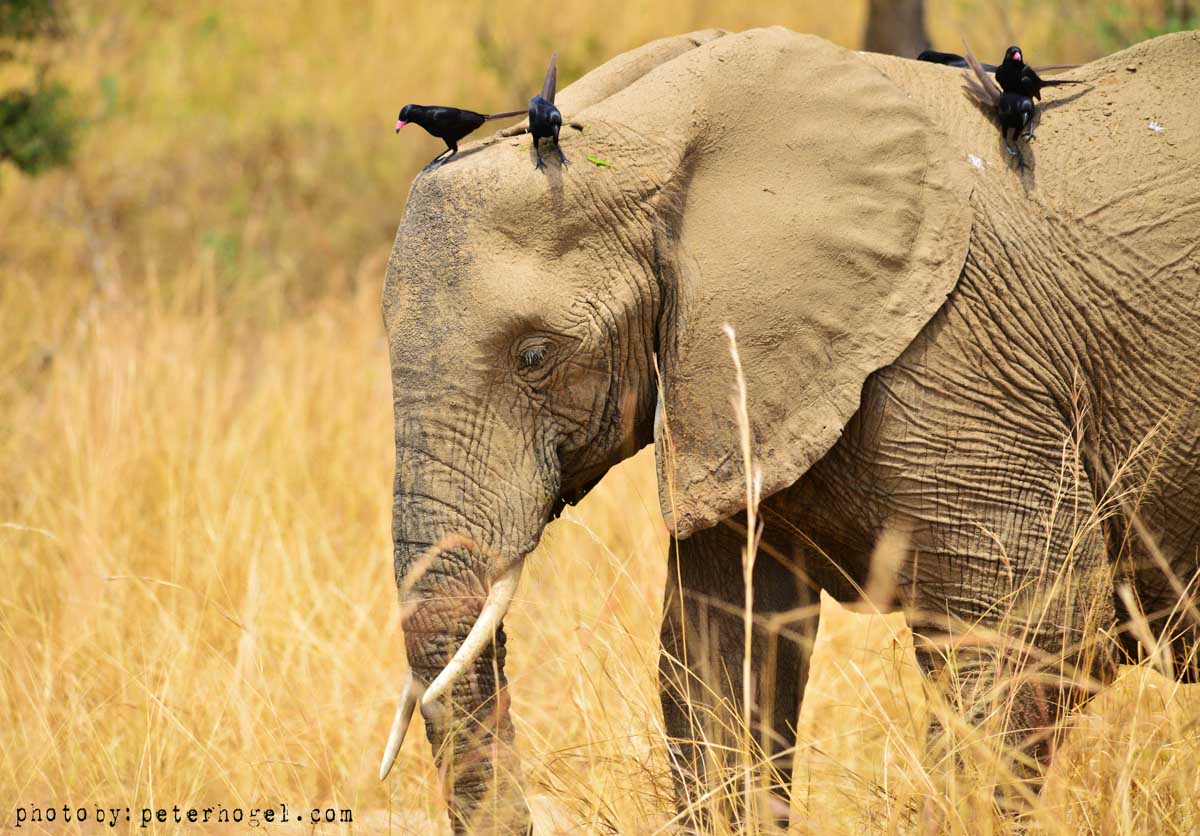18-Day Uganda All Way Round Safari