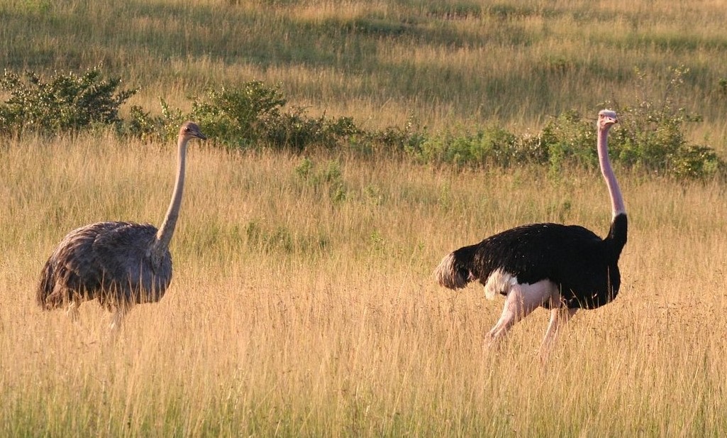 9 Days Candidly Kenyan Safari Ol Pejeta- Lake Nakuru- Masai Mara - Lake Naivasha - Amboseli National Park
