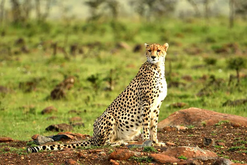 6-Day Adventurous Safari Exploring The Wonders Of Amboseli and The Great Maasai Mara