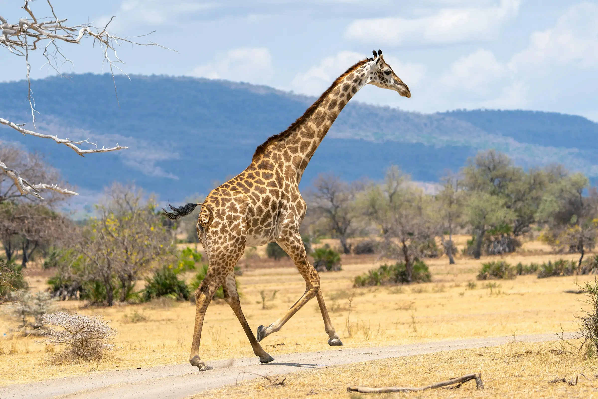 4-Day Big Five Budget Camping Shared Safari