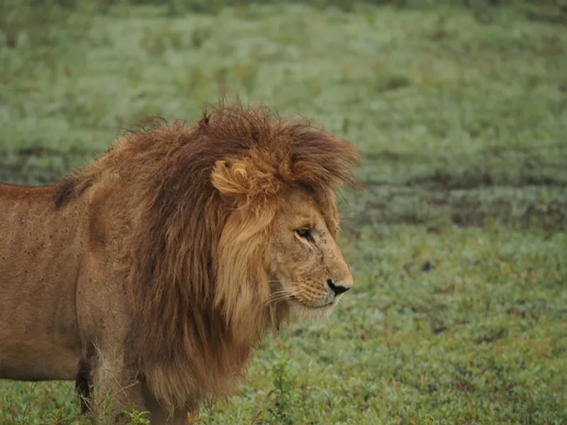 2-Day Nyerere National Park Awesome Adventure