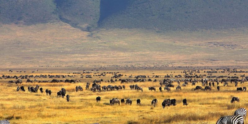 2-Day Tarangire & Ngorongoro Crater Safari
