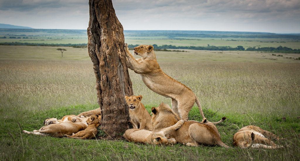5 Days Tanzania wildlife luxury Safari Serengeti & Ngorongoro