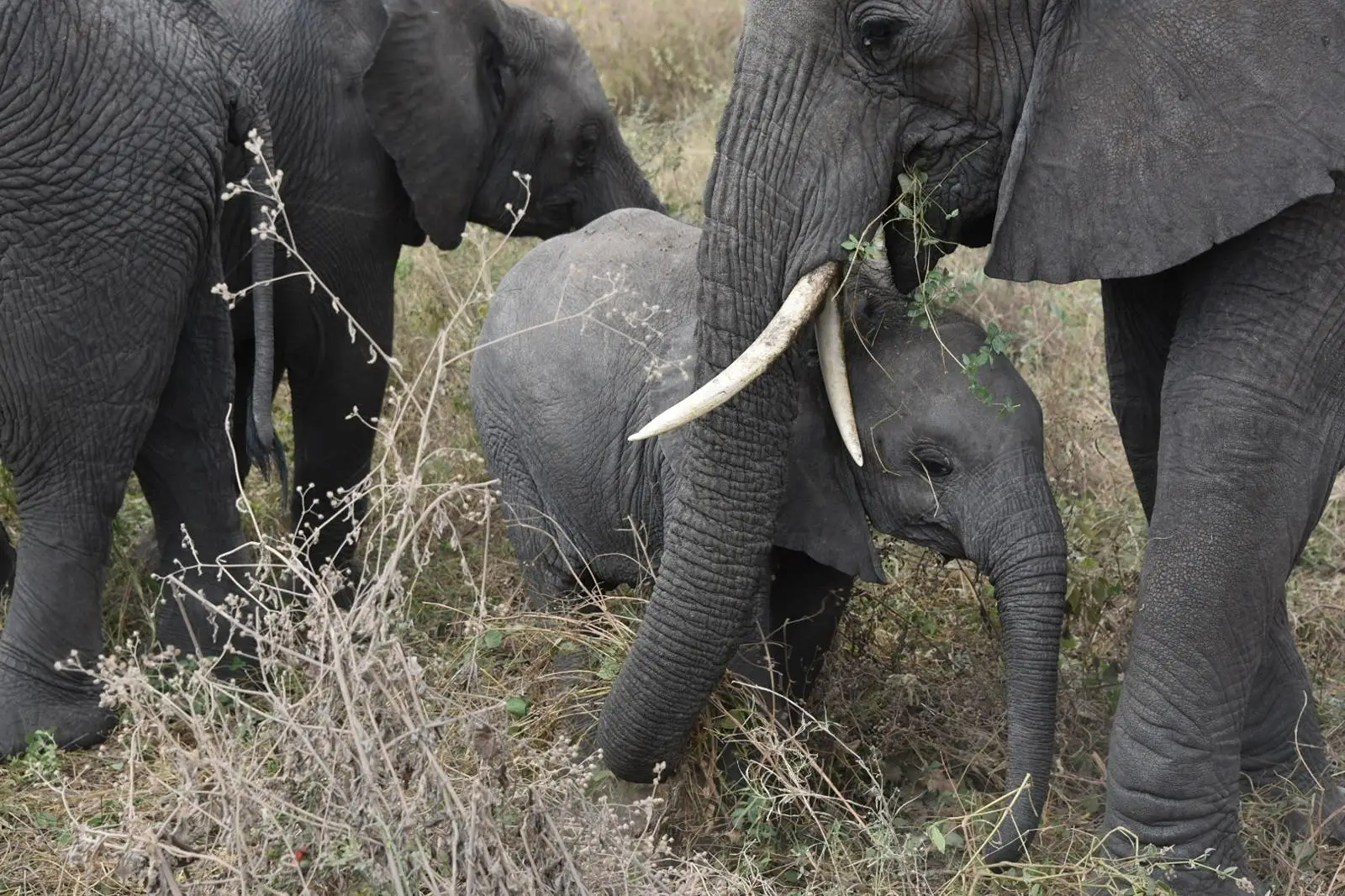 3DAYS SAFARI TO TARANGIRE ,MANYARA AND NGORONGORO CRATER