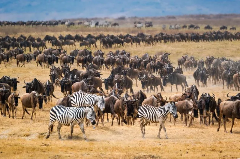 Gorillas, Chimps & The Big Five: 12 Days in Uganda, Kenya & Tanzania