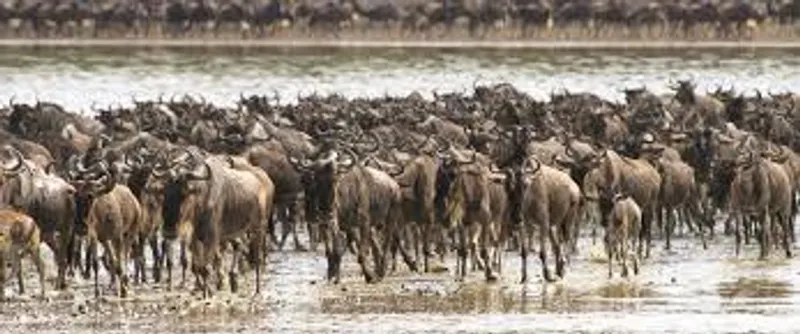 4-Day Sirval Luxury Safari
