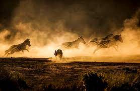 6-DAY Serengeti Wildebeests Migration Safari