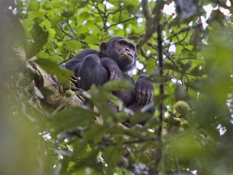 12-Day Rwanda and Uganda wildlife expedition