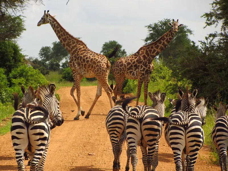 5-Days Tarangire, Serengeti And Ngorongoro Rest House Adventure
