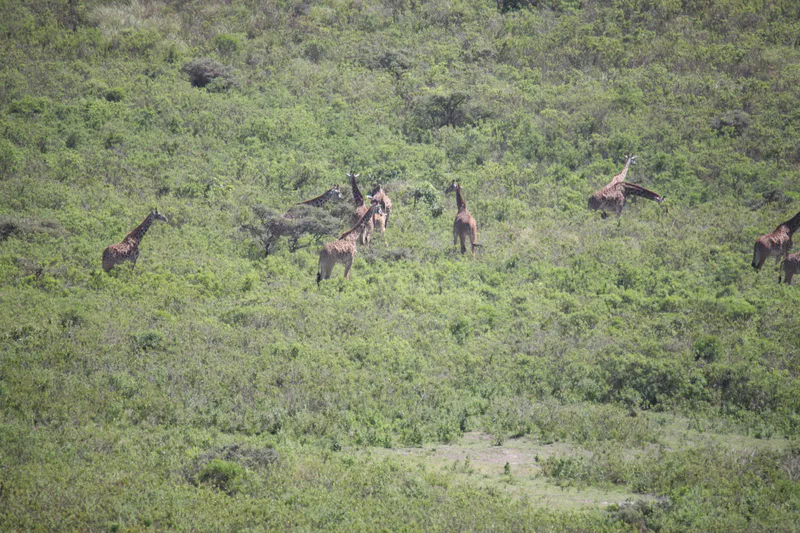 2-Day Arusha National Park and Lake Duluti