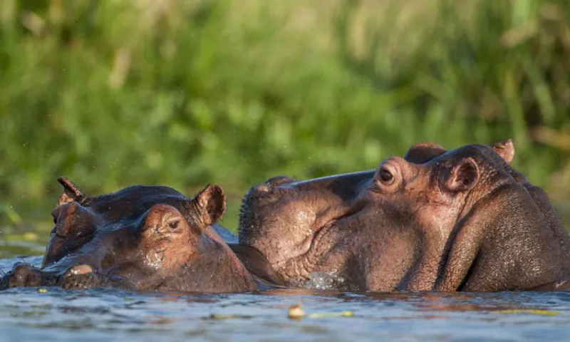 MIKUMI DAY TRIP: 4X4 SAFARI FROM DAR ES SALAAM