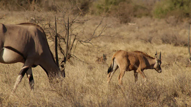 Masai Mara Family Adventure – 7 Days Safari