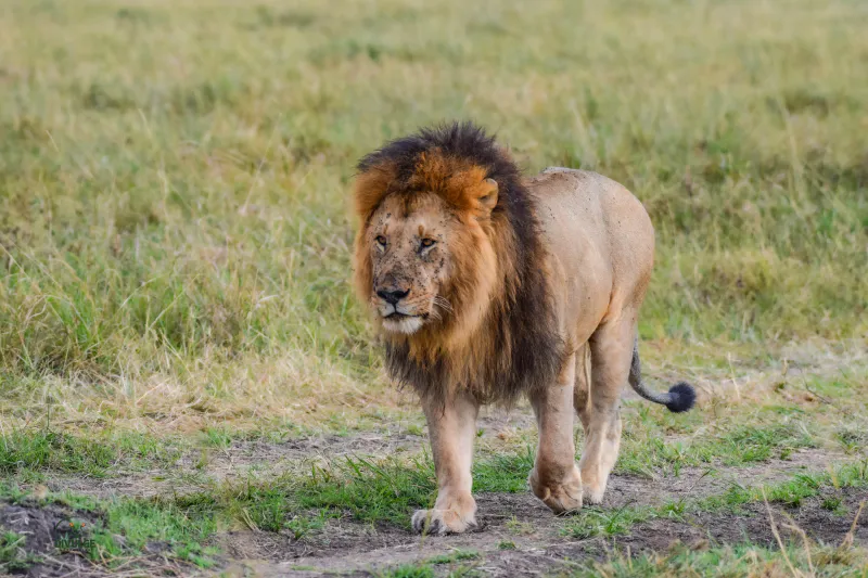 4-Day L. Nakuru and Masai Mara National Reserve Safari