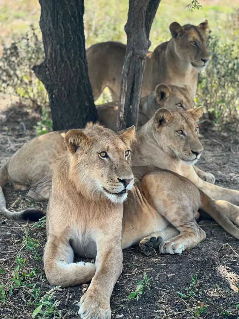 3-day Serengeti plains and Ngorongoro crater safari