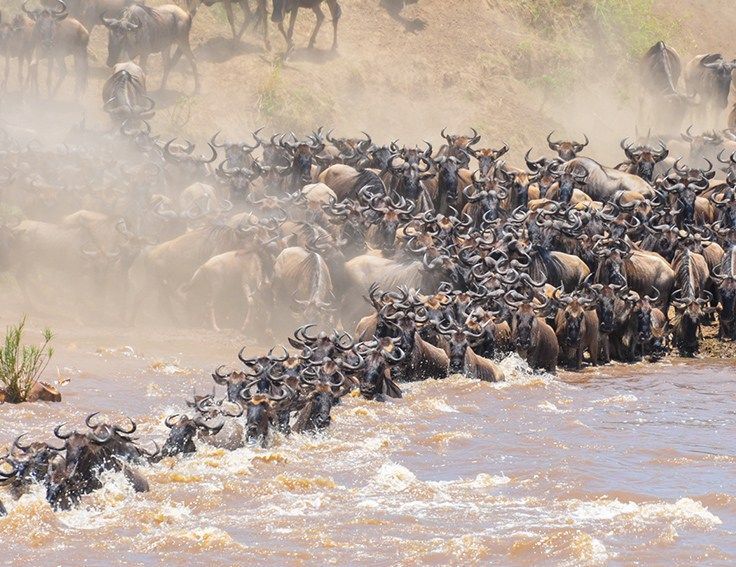 7Days Comfort wildlife safari in Tanzania and 3days Zanzibar beach safari
