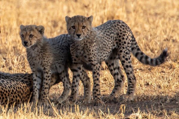 6-Days Serengeti, Ngorongoro, Tarangire & Lake Manyara