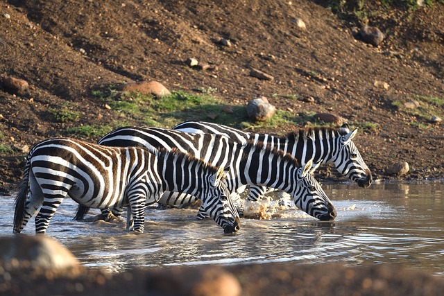 8-Day Major Parks Luxury Safari in Kenya - RAMBLE AFRICA SAFARIS - Safarigo