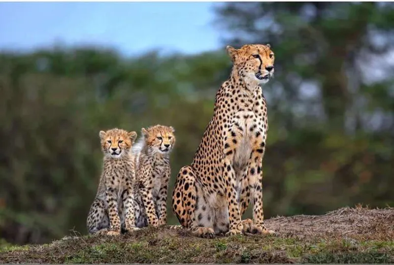 6 Day Lodge Safari