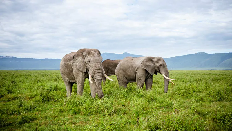 12-Day Best of Kenya Tanzania Luxury Safari