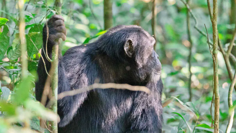 3-Day Amazing Gorilla Trekking Experience in Uganda