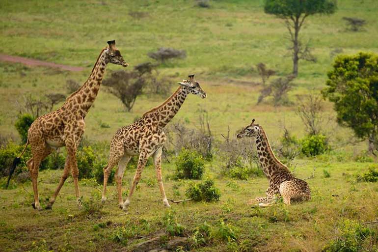 3 Days Mid range Tanzania Safari