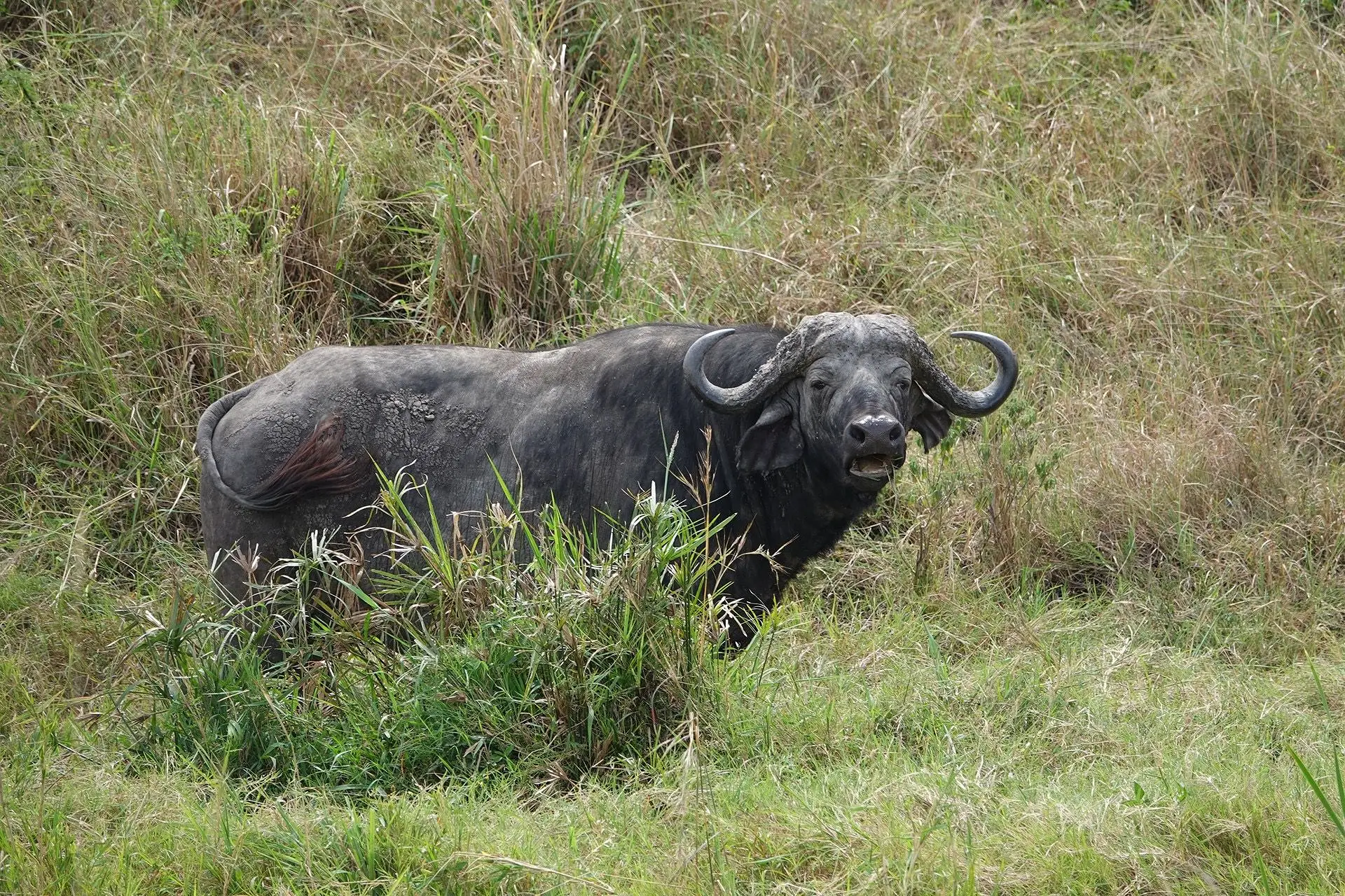 6-Day Tanzania Wildlife & Culture Explorer