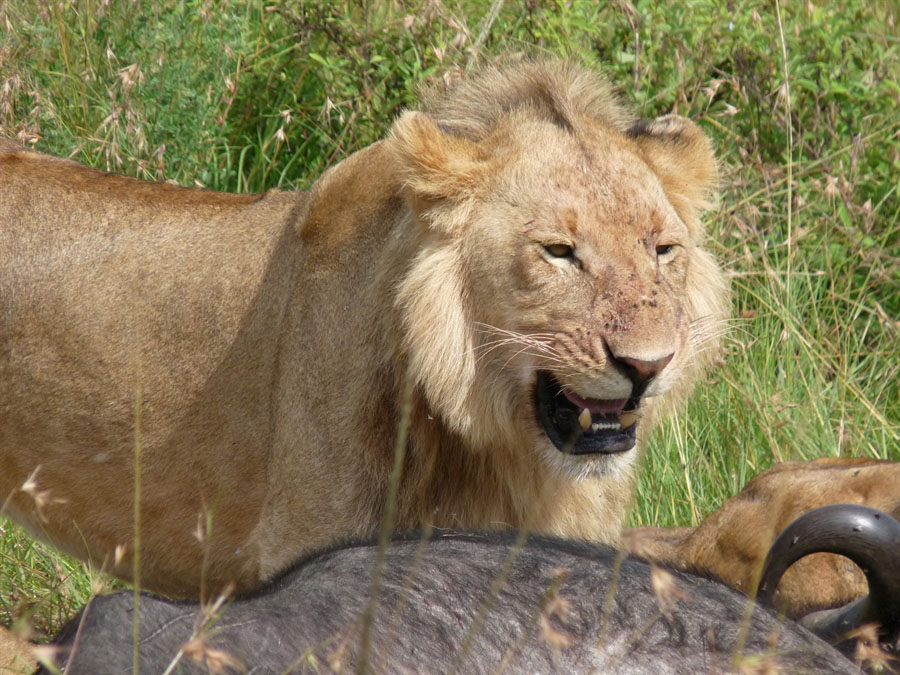 6 Days Ngorongoro Crater-Serengeti-Masai Mara Budget Safari - African Home Adventure Safaris - Safarigo