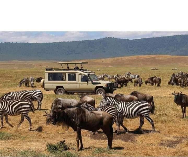4 Days, 3 Nights - 4x4 Jeep Budget Nakuru & Mara Road Package