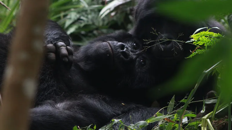 9-Day Gorilla and Wildlife Safari in Uganda and Tanzania