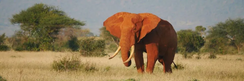 5 Days Safari Adventure (Tsavo East & West)