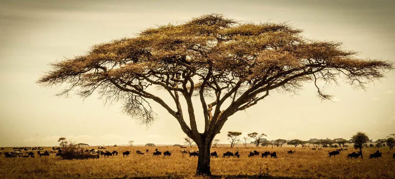 4 Day Luxury Lodge Safari -TARANGIREI-NGORONGORO-LAKE MANYARA