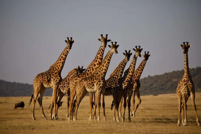 4 - Day Private Lodge Safari Tanzania – the Wild Side