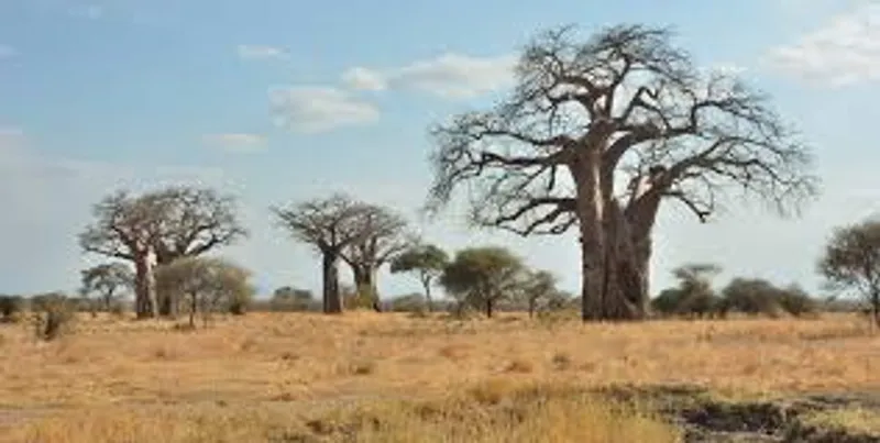 3-DAY CHRISTMAS MAGIC SAFARI IN SERENGETI AND TARANGIRE