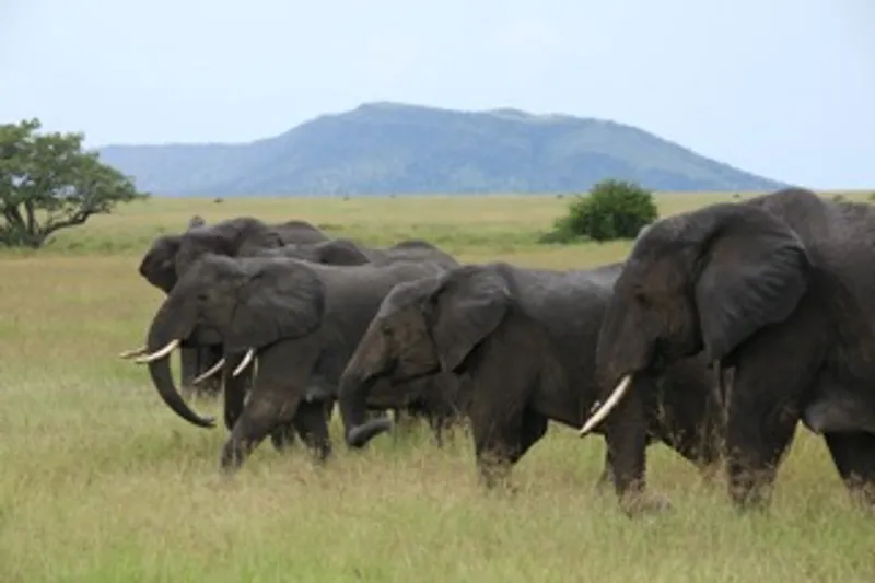 8-days Tanzania Migration Experience-Luxury