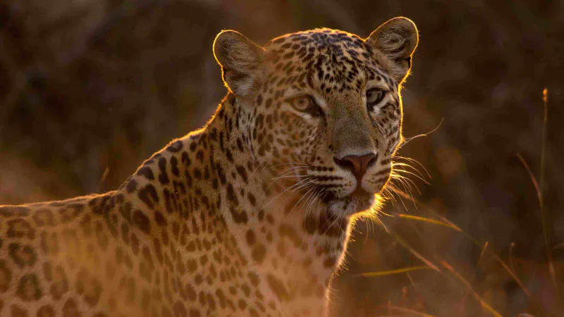 8-Day Incredible Wildlife Safari with River Crossing