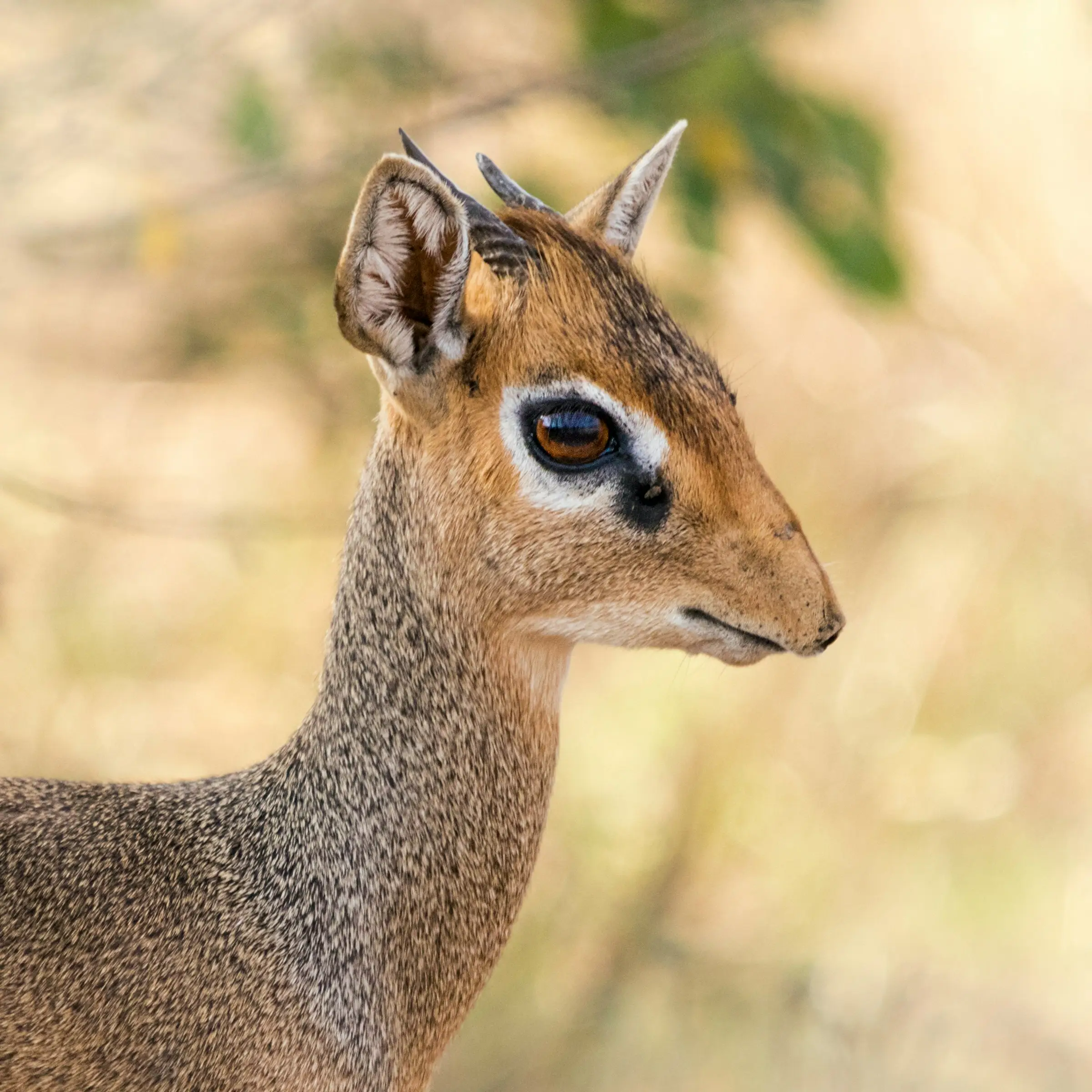 5-Day Luxury Honeymoon Safari from Zanzibar – Serengeti & Ngorongoro